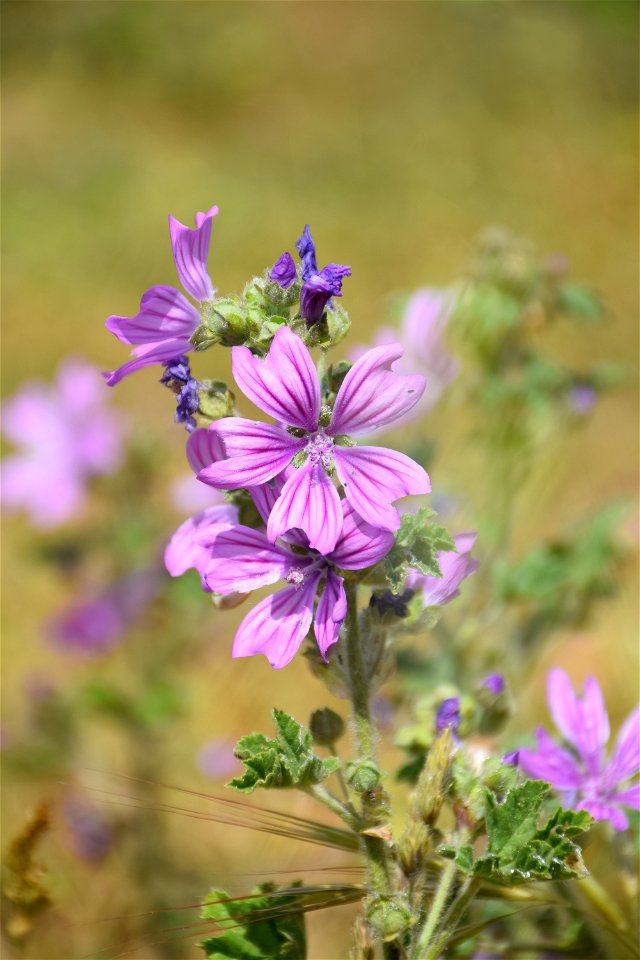 Malva sylvestris L., 1753