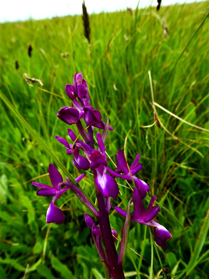 Anacamptis laxiflora (Lam.) R.M.Bateman, Pridgeon & M.W.Chase, 1997