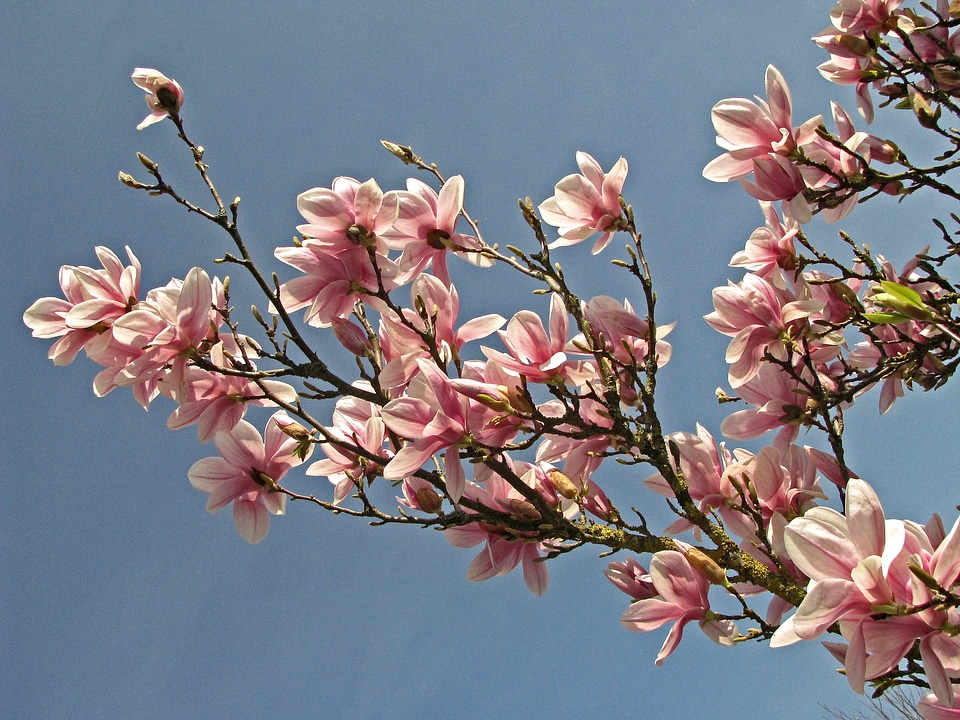 Blossom bloom tree