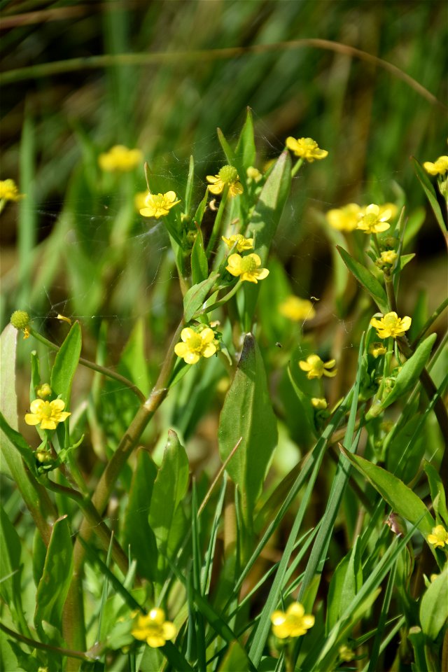 Ranunculus ophioglossifolius Vill., 1789
