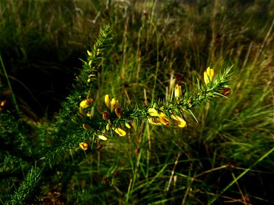 Ulex minor Roth, 1797