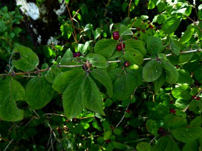 Lonicera xylosteum L., 1753 photo