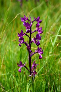 Anacamptis laxiflora (Lam.) R.M.Bateman, Pridgeon & M.W.Chase, 1997