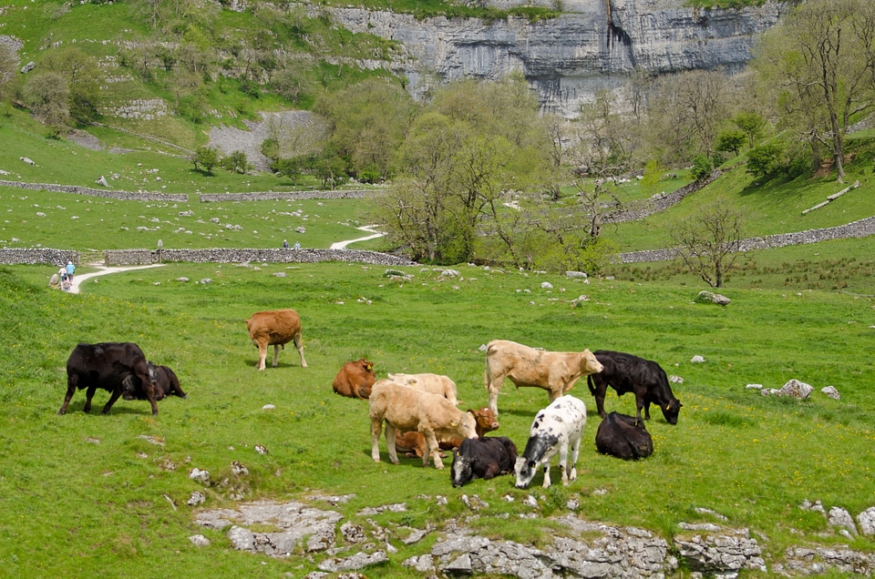 Yorkshire dales countryside in England
