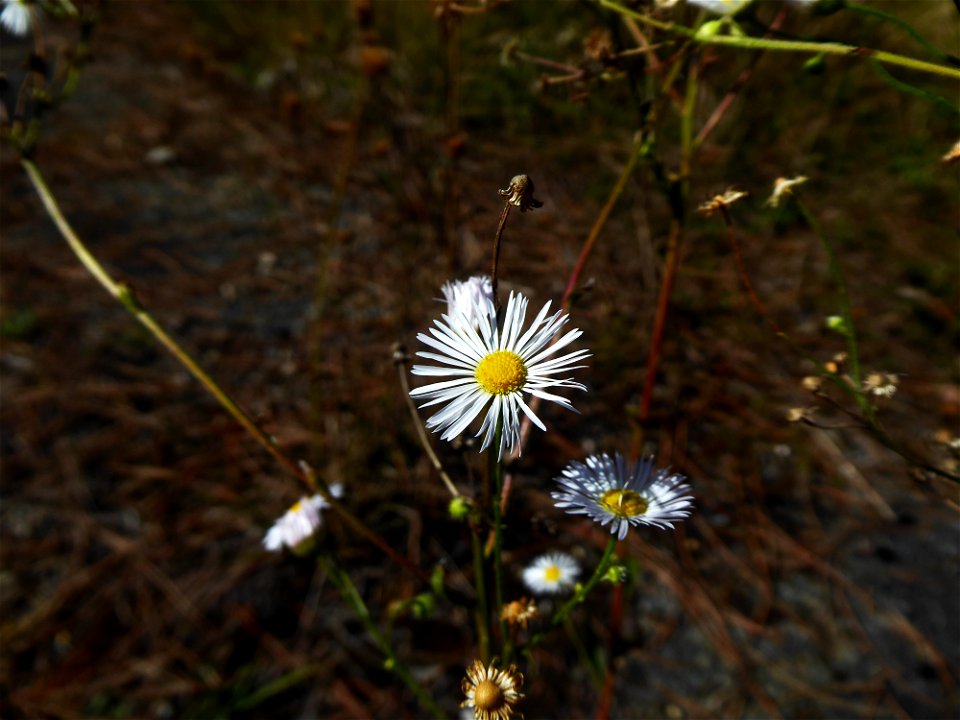 Erigeron annuus (L.) Desf., 1804