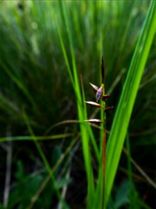 Carex pulicaris L., 1753