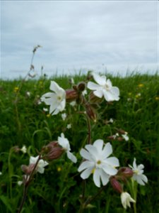 Silene latifolia Poir., 1789