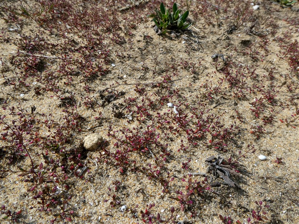 Hornungia procumbens (L.) Hayek, 1925