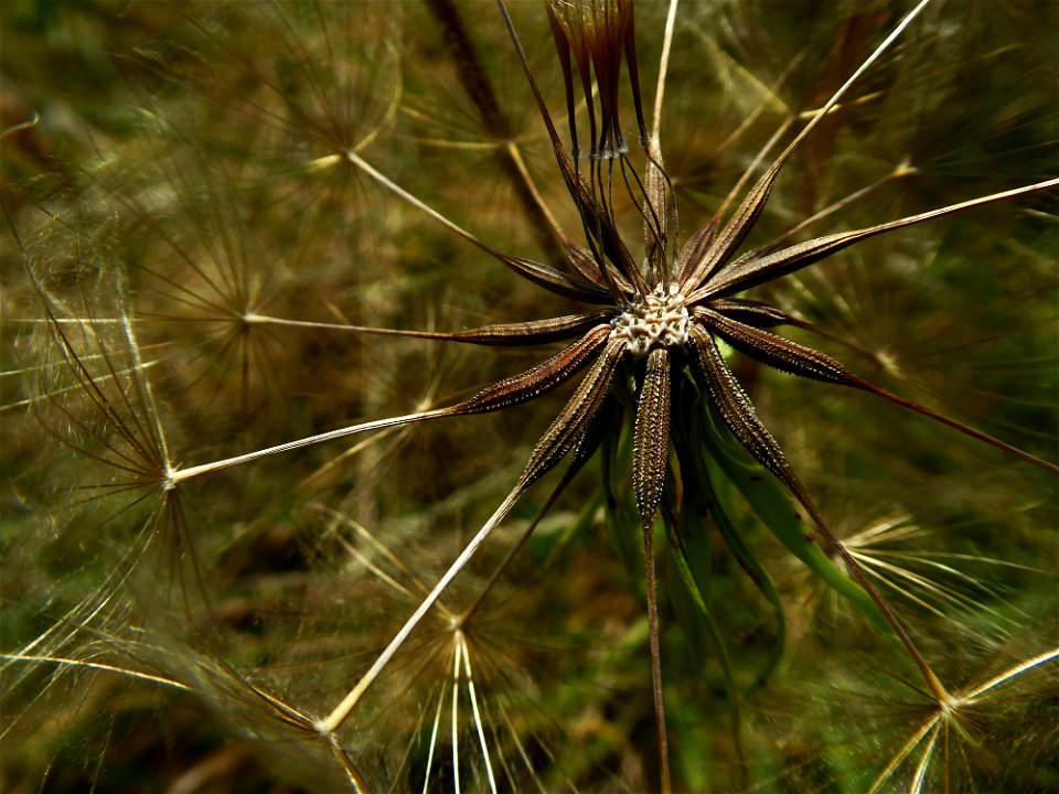 Tragopogon L., 1753