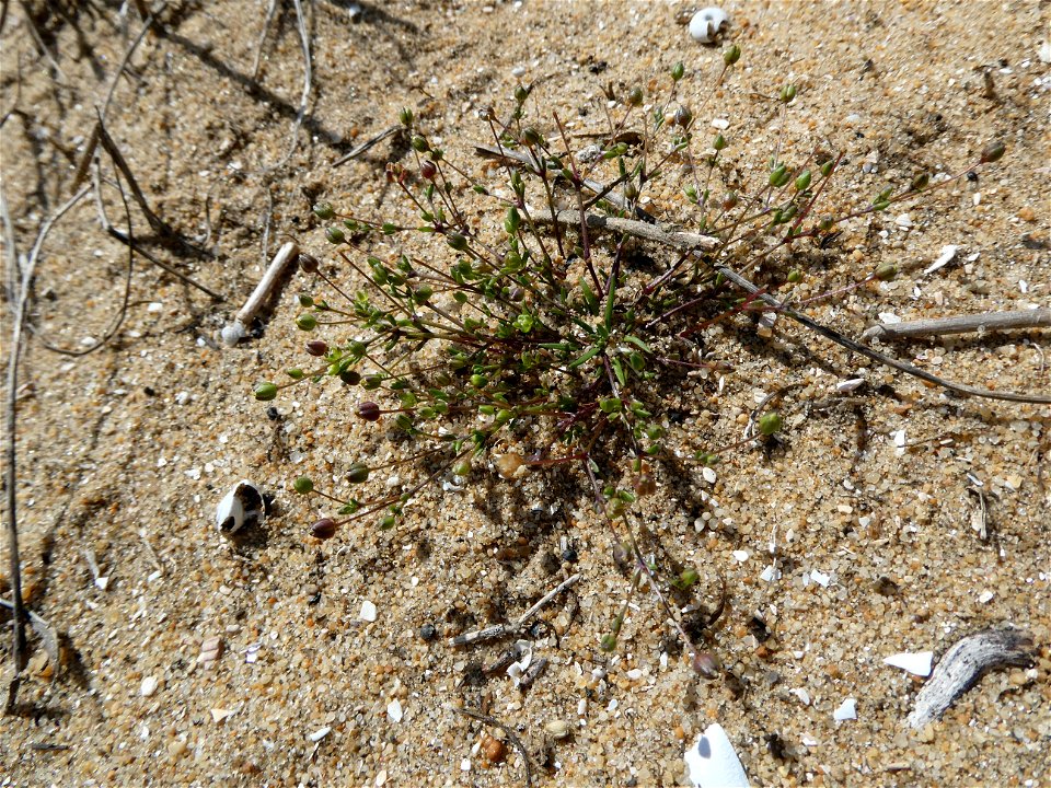 Sagina maritima G.Don, 1810