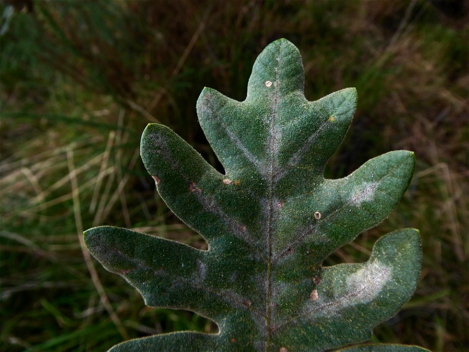 Quercus pyrenaica Willd., 1805