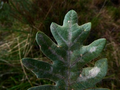 Quercus pyrenaica Willd., 1805