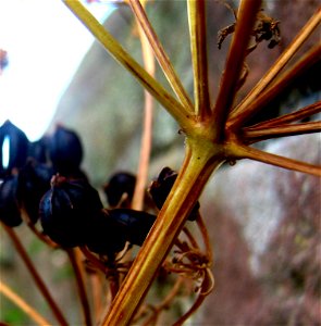 Seeds (Alexanders) photo