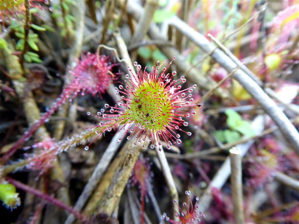 Drosera rotundifolia L., 1753