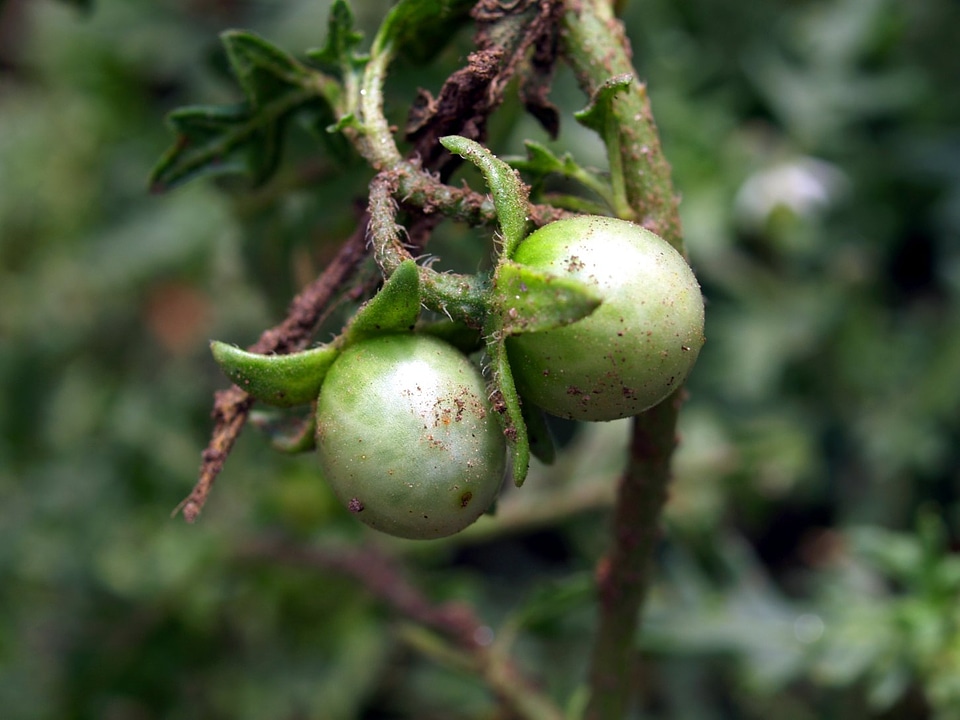 Cutleaf Nightshade Fruit