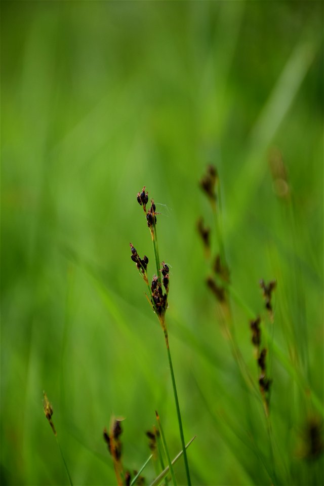 Juncus gerardi Loisel., 1809