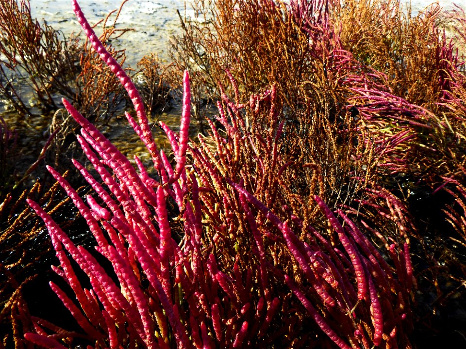 Salicornia emericii Duval-Jouve, 1868