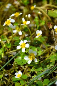 Ranunculus peltatus subsp. baudotii (Godr.) Meikle ex C.D.K.Cook, 1984