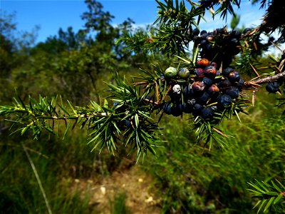 Juniperus communis L., 1753
