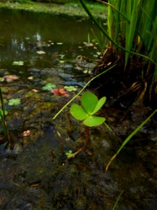 Marsilea quadrifolia L., 1753