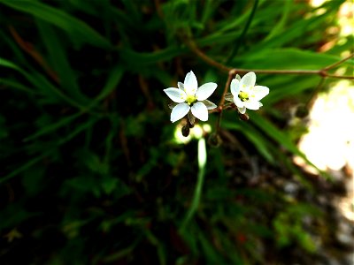 Spergula arvensis L., 1753