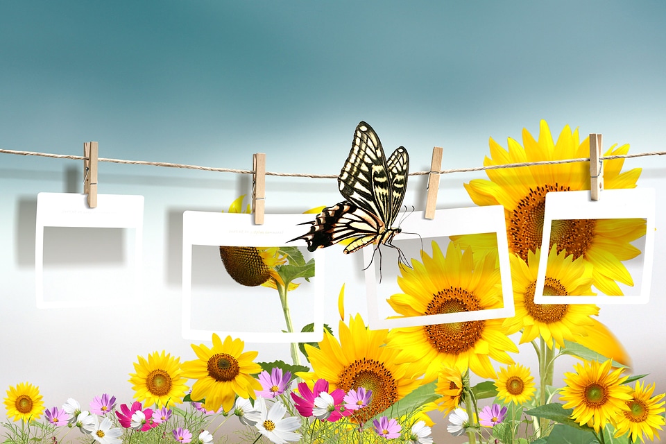 Retro photo collage of yellow flowers and butterfly