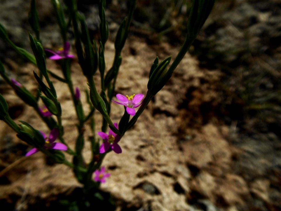 Schenkia spicata (L.) G.Mans., 2004
