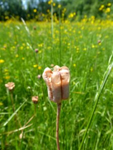 Fritillaria meleagris L., 1753