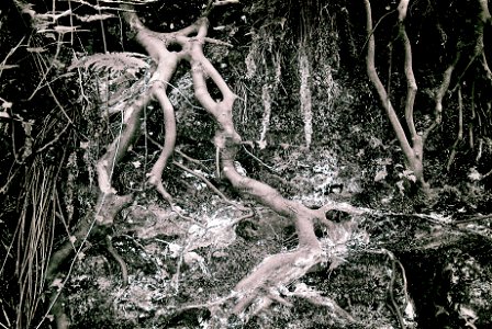 Tree Roots photo