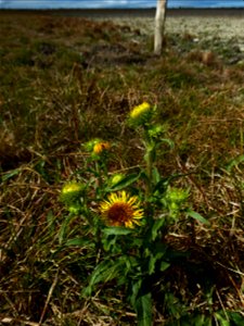 Inula britannica L., 1753