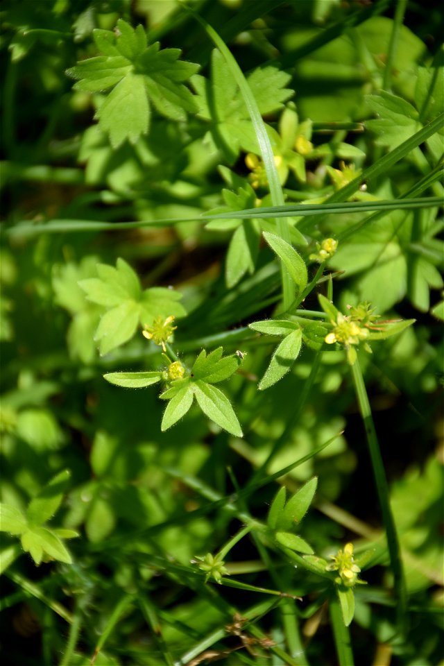 Ranunculus parviflorus L., 1758