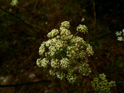 Oreoselinum nigrum Delarbre, 1800