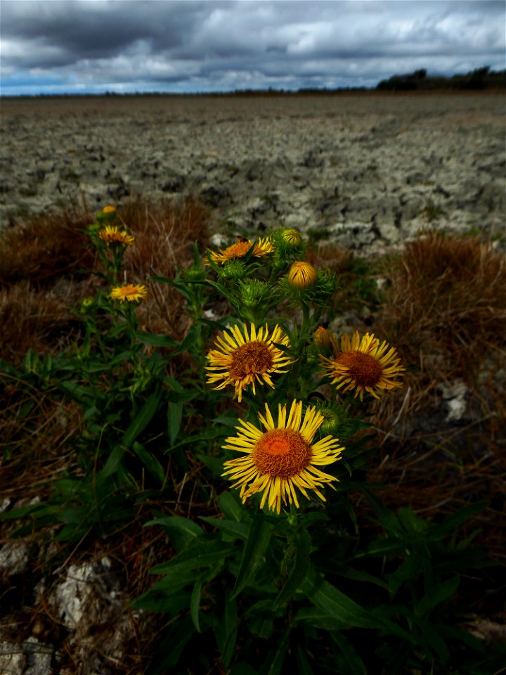 Inula britannica L., 1753