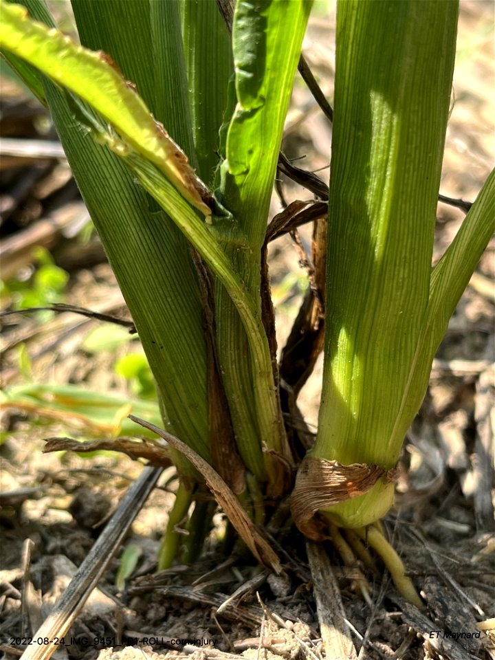 PD1-ROLL-corn-injury