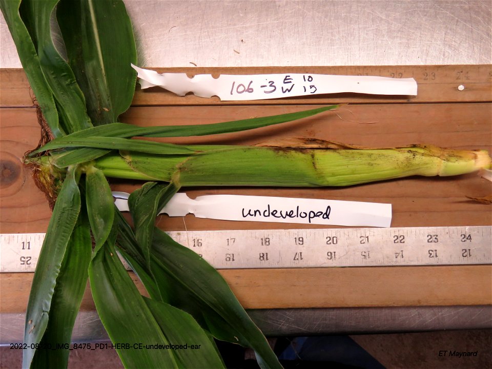 PD1-HERB-CE-undeveloped-ear
