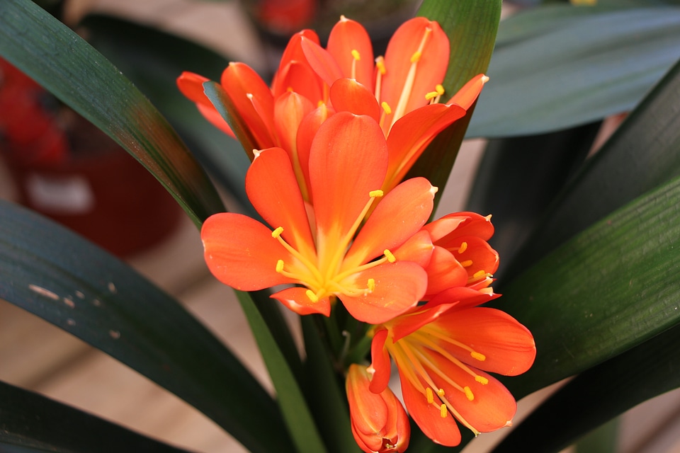 Clivia miniata or Kaffir lily Flower