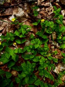 Lysimachia nemorum L., 1753