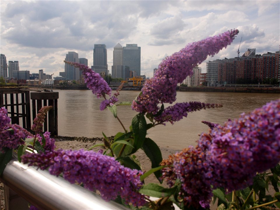 Canary Wharf: Buddleia