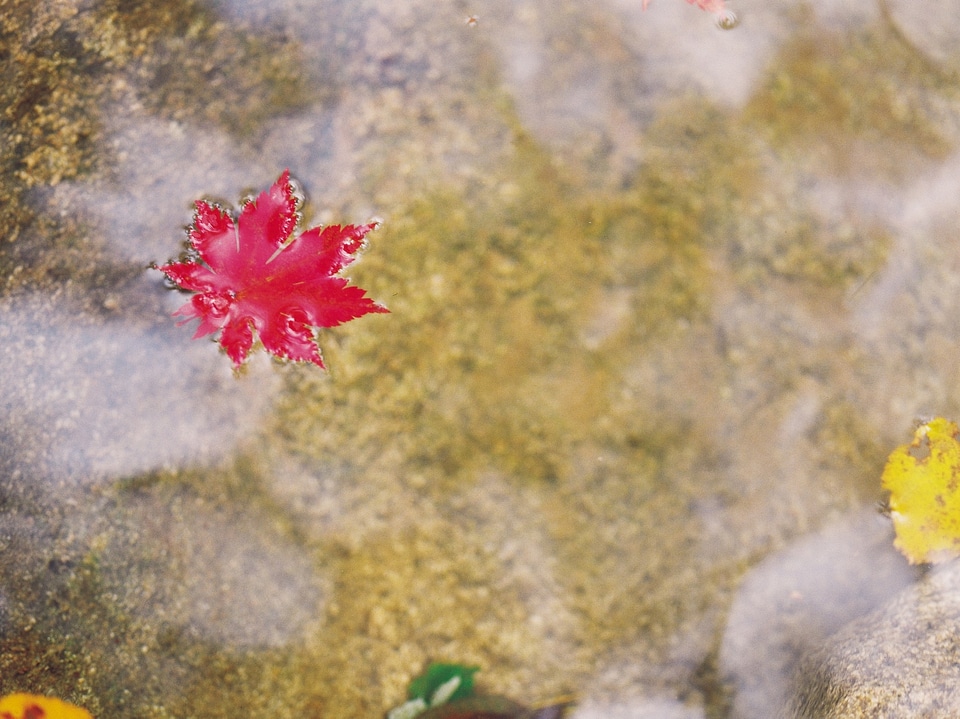 fallen leaves in a stream