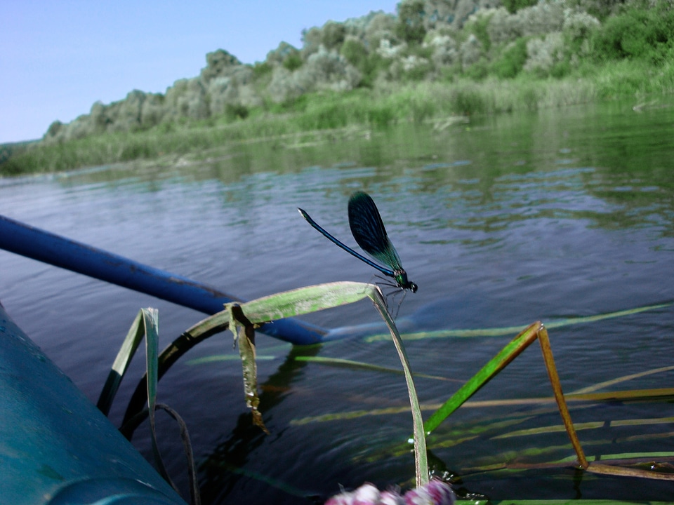 rubber boat and dragonfly
