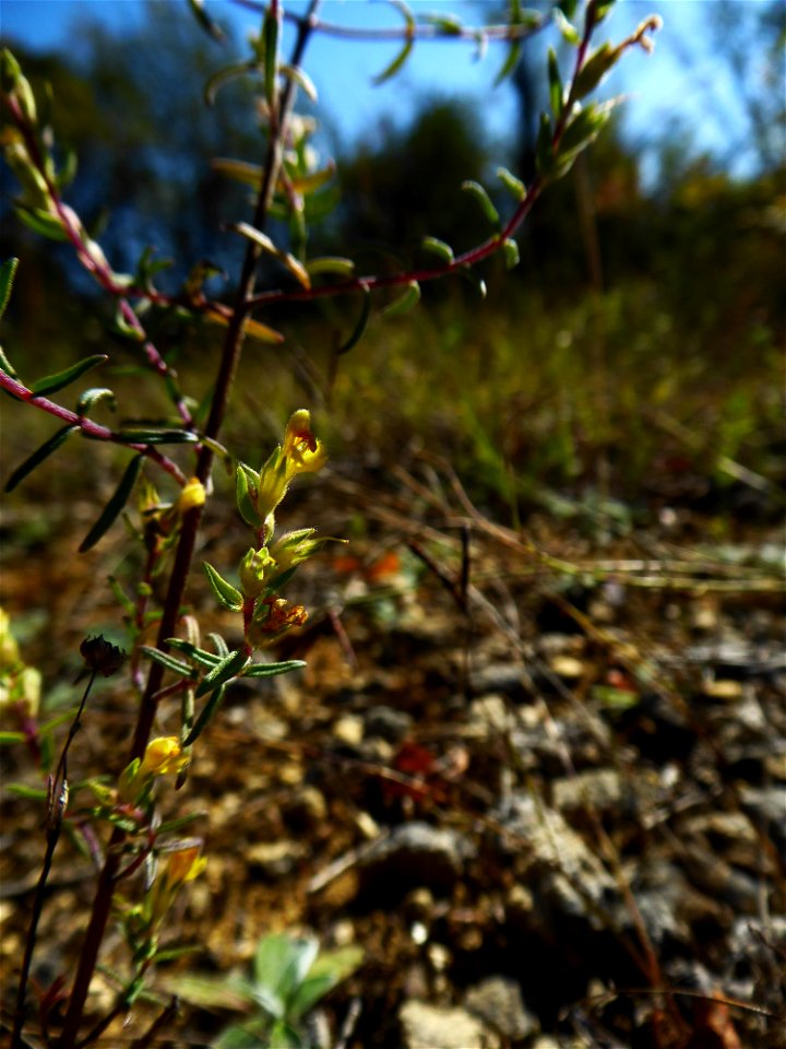 Odontites jaubertianus var. chrysanthus (Boreau) Bolliger