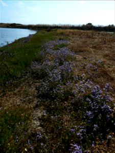 Limonium dodartii (Girard) Kuntze, 1891