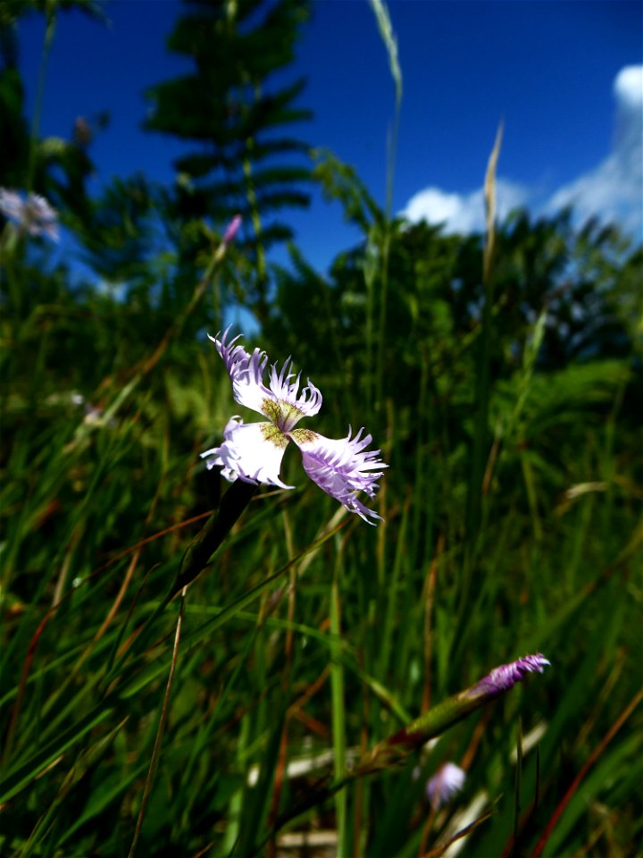 Dianthus hyssopifolius L., 1755