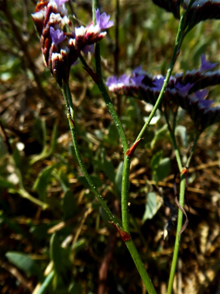Limonium auriculae-ursifolium (Pourr.) Druce, 1928
