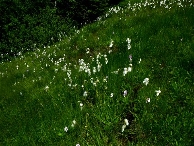 Eriophorum latifolium Hoppe, 1800