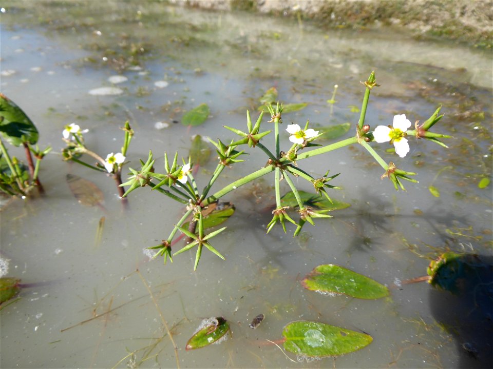 Damasonium alisma Mill., 1768