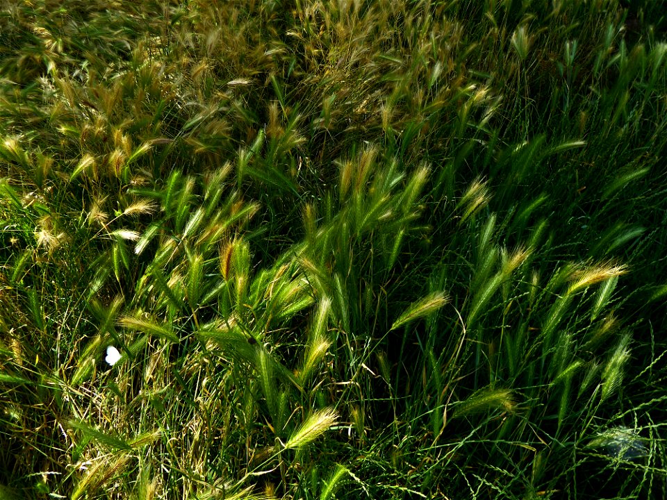Hordeum murinum L., 1753