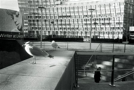 Seagulls at Liverpool One photo
