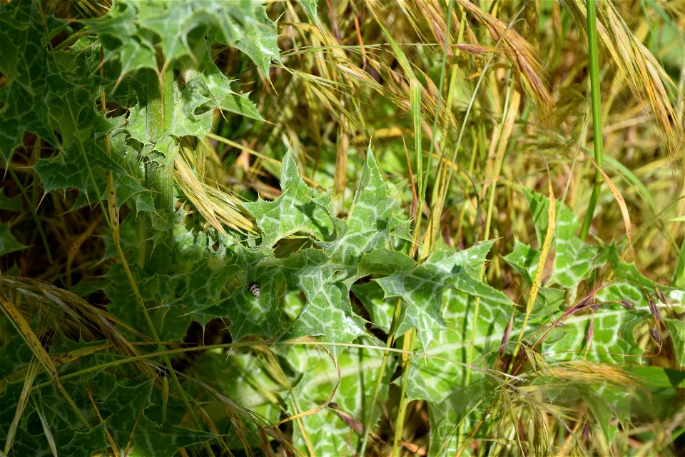 Silybum marianum (L.) Gaertn., 1791