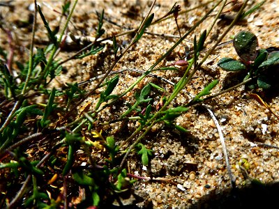 Hornungia procumbens (L.) Hayek, 1925